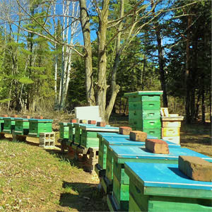 Sweet-Mountain-Farm-Bee-Yard